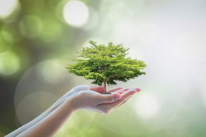 hands holding growing tree